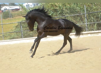 Andalou, Étalon, 3 Ans, 164 cm, Noir