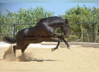 Andalou, Étalon, 3 Ans, 164 cm, Noir