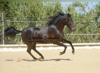 Andalou, Étalon, 3 Ans, 164 cm, Noir