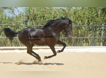 Andalou, Étalon, 3 Ans, 164 cm, Noir