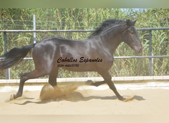 Andalou, Étalon, 3 Ans, 164 cm, Noir