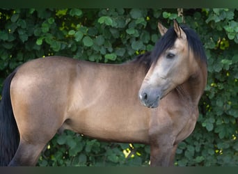 Andalou, Étalon, 3 Ans, 167 cm, Buckskin