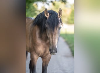 Andalou, Étalon, 3 Ans, 167 cm, Buckskin