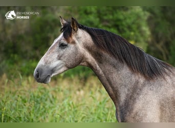 Andalou, Étalon, 3 Ans, 167 cm, Gris