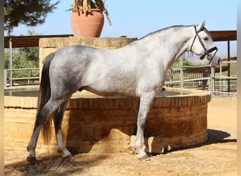 Andalou, Étalon, 3 Ans, 167 cm, Gris