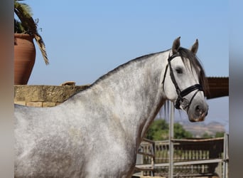 Andalou, Étalon, 3 Ans, 167 cm, Gris