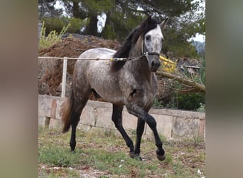 Andalou, Étalon, 3 Ans, 167 cm, Isabelle