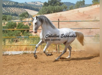 Andalou, Étalon, 3 Ans, 168 cm, Pinto