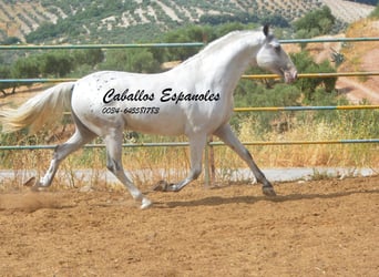 Andalou, Étalon, 3 Ans, 168 cm, Pinto