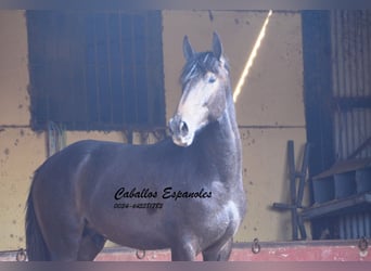 Andalou, Étalon, 3 Ans, Gris noir