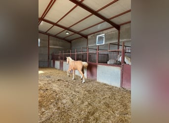 Andalou, Étalon, 3 Ans, Palomino