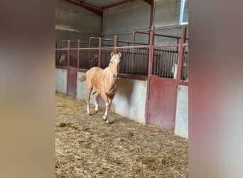 Andalou, Étalon, 3 Ans, Palomino