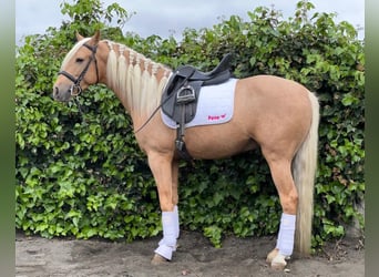 Andalou, Étalon, 3 Ans, Palomino