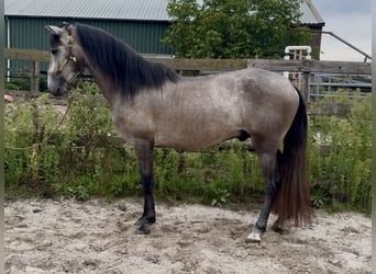 Andalou, Étalon, 4 Ans, 150 cm, Gris