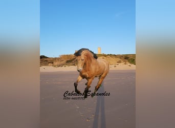 Andalou, Étalon, 4 Ans, 154 cm, Cremello