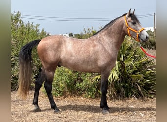 Andalou Croisé, Étalon, 4 Ans, 155 cm, Gris (bai-dun)