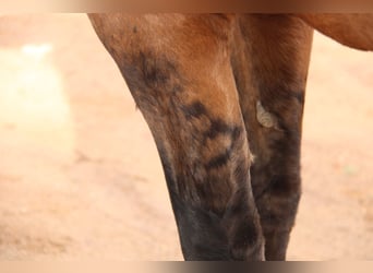 Andalou, Étalon, 4 Ans, 155 cm, Isabelle