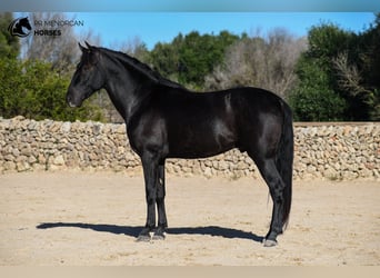 Andalou, Étalon, 4 Ans, 155 cm, Noir