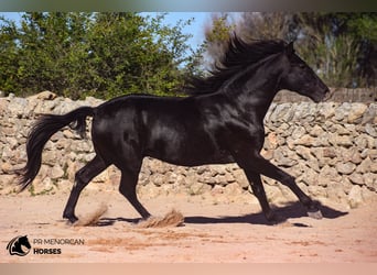 Andalou, Étalon, 4 Ans, 155 cm, Noir