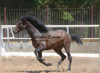 Andalou, Étalon, 4 Ans, 156 cm, Bai brun foncé