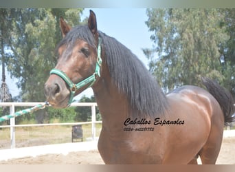 Andalou, Étalon, 4 Ans, 156 cm, Bai brun foncé