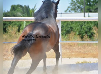 Andalou, Étalon, 4 Ans, 156 cm, Bai brun foncé