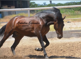 Andalou, Étalon, 4 Ans, 156 cm, Bai brun foncé