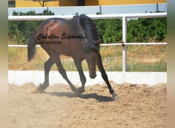 Andalou, Étalon, 4 Ans, 156 cm, Bai brun foncé