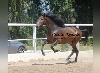 Andalou, Étalon, 4 Ans, 156 cm, Bai brun foncé