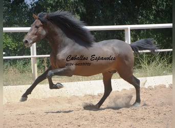 Andalou, Étalon, 4 Ans, 156 cm, Bai brun foncé