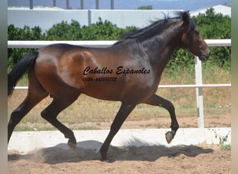 Andalou, Étalon, 4 Ans, 156 cm, Bai brun foncé