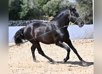 Andalou, Étalon, 4 Ans, 156 cm, Noir