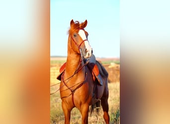 Andalou, Étalon, 4 Ans, 158 cm, Alezan