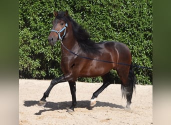 Andalou, Étalon, 4 Ans, 158 cm, Bai