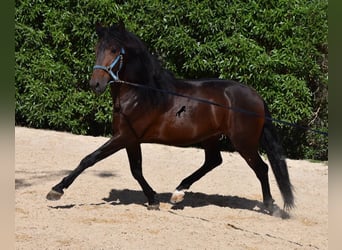 Andalou, Étalon, 4 Ans, 158 cm, Bai