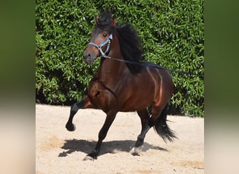 Andalou, Étalon, 4 Ans, 158 cm, Bai