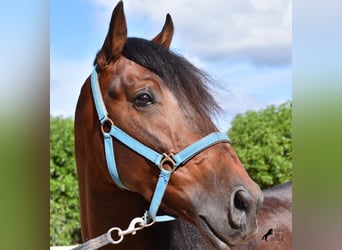 Andalou, Étalon, 4 Ans, 158 cm, Bai