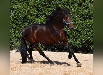Andalou, Étalon, 4 Ans, 158 cm, Bai