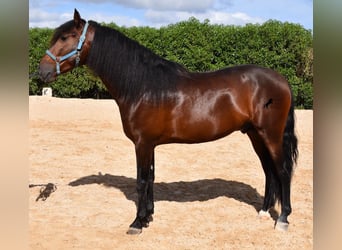 Andalou, Étalon, 4 Ans, 158 cm, Bai