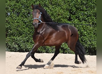 Andalou, Étalon, 4 Ans, 158 cm, Bai