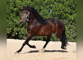 Andalou, Étalon, 4 Ans, 158 cm, Bai