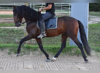Andalou, Étalon, 4 Ans, 158 cm, Bai