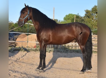 Andalou, Étalon, 4 Ans, 158 cm, Bai