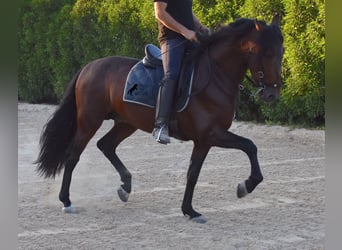 Andalou, Étalon, 4 Ans, 158 cm, Bai