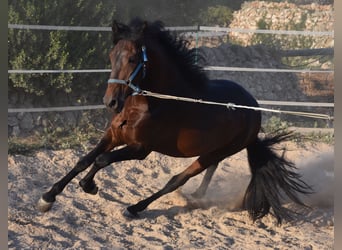 Andalou, Étalon, 4 Ans, 158 cm, Bai