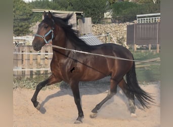 Andalou, Étalon, 4 Ans, 158 cm, Bai
