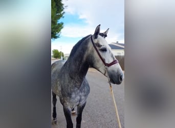 Andalou, Étalon, 4 Ans, 158 cm, Gris pommelé