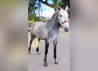 Andalou, Étalon, 4 Ans, 158 cm, Gris pommelé