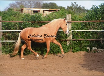 Andalou, Étalon, 4 Ans, 158 cm, Palomino