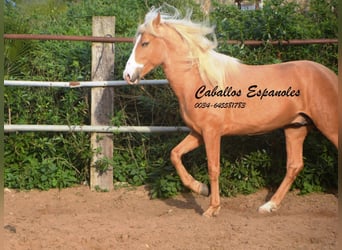 Andalou, Étalon, 4 Ans, 158 cm, Palomino
